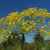 Anethum graveolens