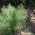 Anethum graveolens