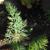 Anethum graveolens
