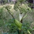 flower and leaves