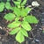 leaves, Wilson Botanical Garden, Wilson County, NC