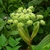 Side view of flower cluster
