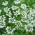 Clusters of greenish-white flowers