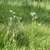 Native habitat
