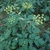 Erect plant with green leaves in bloom