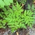 Green leaves