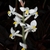 White orchid flowers on a spike
