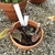 A. chapaensis in a pot with variegated leaves