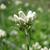 Antennaria dioica