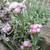 Antennaria dioica