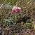 Antennaria dioica