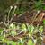 Antennaria solitaria