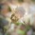Antennaria solitaria