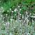Antennaria Neglecta