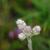 Antennaria dioica