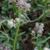 Antennaria neglecta