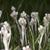 Antennaria plantaginifolia