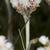 Antennaria plantaginifolia