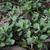 Antennaria plantaginifolia