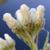 Antennaria plantaginifolia