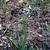 Anthericum liliago