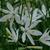 Anthericum liliago