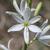 Anthericum liliago