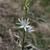 Anthericum liliago