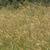 Anthoxanthum odoratum