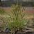 Anthoxanthum odoratum