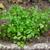 Chervil plant