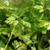 Anthriscus cerefolium