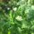 Anthriscus cerefolium