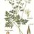 Herbarium Sheet