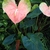 Form