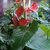 Form