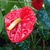 Large heart-shaped spathe with long center spadex