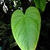 Heart shaded leaf detail