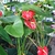 Plant growing in a pot with large green leaves and red flowers