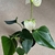 dark green glossy cordate leaves, white spathe, yellow spadix