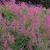 Antigonon leptopus