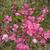 Antigonon leptopus