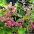 Antigonon leptopus