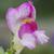 Antirrhinum majus