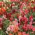 Antirrhinum majus