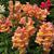 Antirrhinum majus