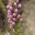 Antirrhinum multiflorum