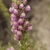 Flower buds