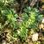 Aphanes arvensis