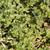 Aphanes arvensis